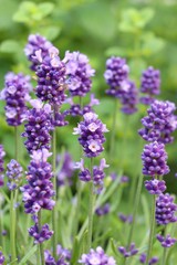 Lavendelblüten Makro