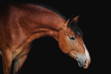 Portrait of bay blue-eyed horse on a black background