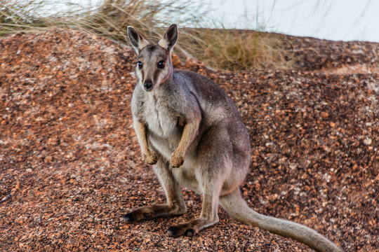The black-flanked rock-wallaby (Petrogale lateralis) in the Devils Marbles Conservation Reserve, Northern Territory, Australia