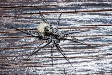 spider