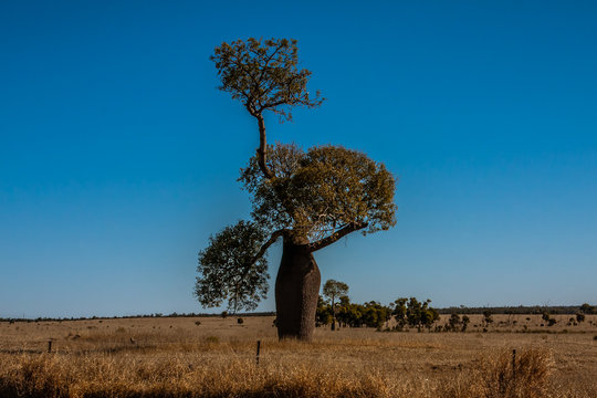 Adansonia gregorii, commonly known as the boab, a tree in the family Malvaceae.