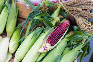 Thai red corn on market