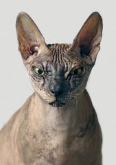 Closeup portrait of a cranky sphynx cat front view - isolated on grey background.