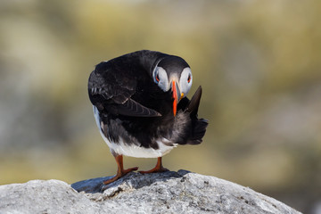 Puffin staring at camera (Fratercula arctica), Farne islands, Scotland