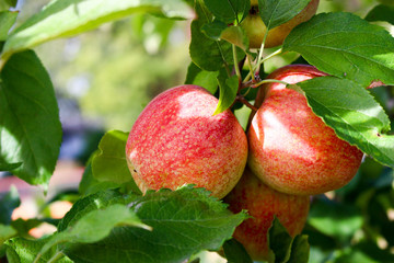 Bright Red Orchard Apples