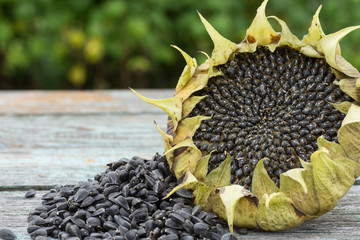 Harvested sunflower head and seeds on wooden rustic table