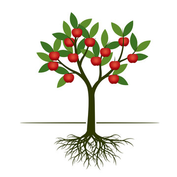 Green summer Tree with red apple and root. Vector Illustration.