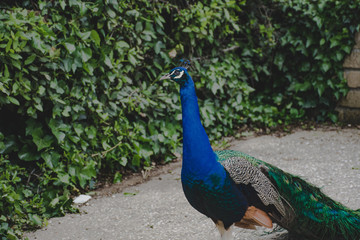 Obraz premium Peacock in Rome