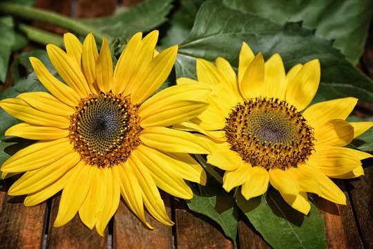 Close up of two sunflowers in full bloom