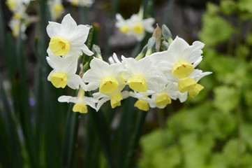 Large bush of beautifully blooming narcissuses tazetta © agatchen