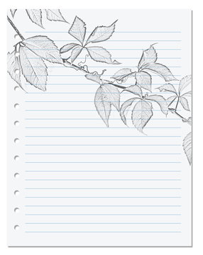 Notebook sheet in ruler with black-white pencil drawing of virginia creeper leaf