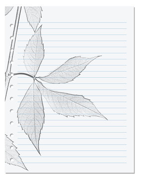 Notebook sheet in ruler with black and white pencil drawing of virginia creeper leaf
