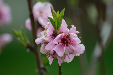 peach tree in my garden