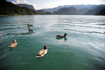 view of the lake of Bled and its island in Slovenia