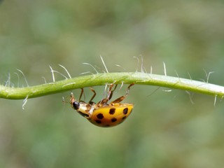 orange ladybug
