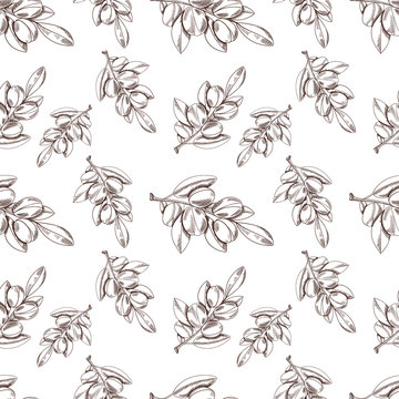 Vector Seamless Pattern: Argan Oil, Sketch Style Background, Outline Plant Drawings.