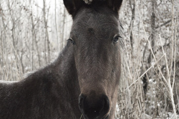 Fototapeta premium brown horse