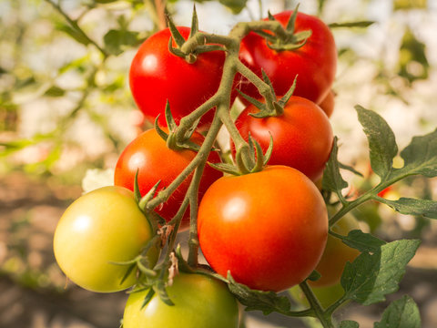 Tomaten im Gewächshaus - Bio Anbau