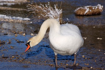 swan