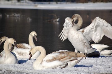 young swan in snow