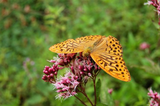 butterfly silver washed fritillary close up