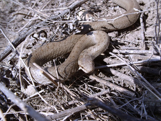 Adder - Common Viper