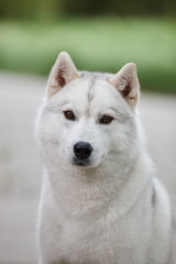 Portrait of a beautiful gray Siberian husky on the background of a field and green grass. Portrait of a dog on a natural background.