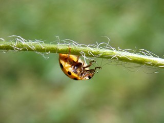 bugs on the leaf
