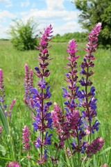 Colorful Salvia flowers in the meadow, closeup