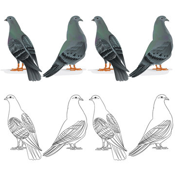 Border Carriers pigeons domestic breeds sports birds natural and outline  vintage  set one vector  animals illustration for design editable hand draw
