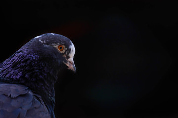 Black pigeon on a black background