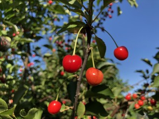 Cherrys on a tree in a garden in Berlin-Germany
