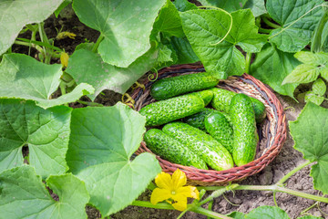 Fresh cucumbers in a basket in the garden in the garden among the sprouts of cucumber and ovary...
