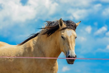 portrait of a horse against the sky and clouds