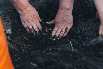 women's hands plant a green plant in the ground. care