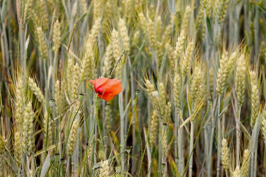 einzelne Mohnblume im Kornfeld