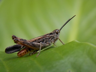 a grasshopper on the list
