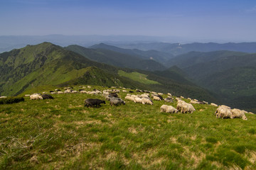 Fototapeta na wymiar Sheep graze in the Carpathian mountains. Marmaros. Ukraine