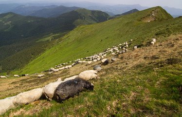 Fototapeta na wymiar Sheep graze in the Carpathian mountains. Marmaros. Ukraine