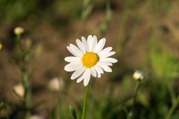 Obraz premium Camomile daisy flowers. Slovakia 
