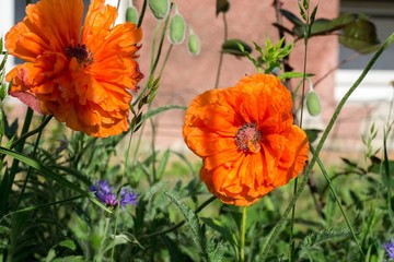 Fototapeta premium Red poppies in the gardens. Slovakia
