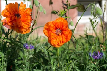 Red poppies in the gardens. Slovakia