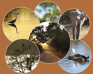 A trip to the national park safari. Collage. The concept.