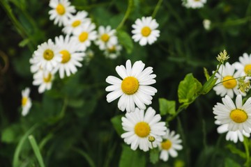 Fototapeta premium Camomile daisy flowers. Slovakia 