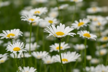 Obraz na płótnie Canvas Camomile daisy flowers. Slovakia 