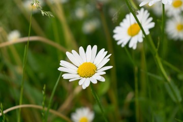 Camomile daisy flowers. Slovakia 