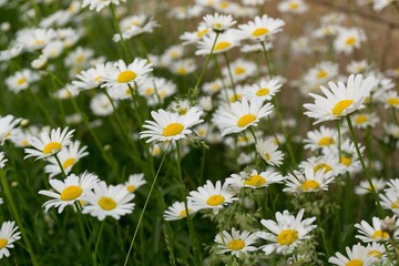 Camomile daisy flowers. Slovakia 