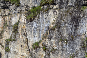 background, texture - cliff surface, sheer rock wall in mountain plants