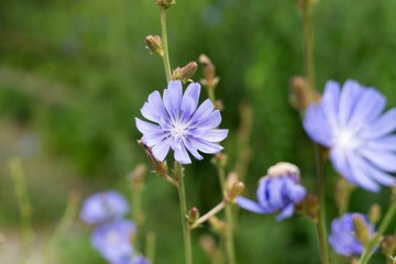 Blue flower. Slovakia