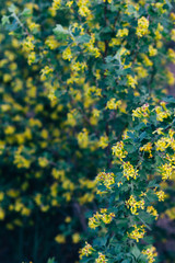 yellow flowers of gooseberry. The gooseberry Bush in the spring. On branches with green leaves blossomed small flowers.